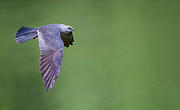 Mississippi Kite in Flight Photograph by Puttaswamy Ravishankar Mississippi Kite in Flight Photograph by Puttaswamy Ravishankar