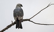 Mississippi kite on a branch Photograph by Puttaswamy Ravishankar