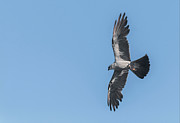 Mississippi kite with its Prey Photograph by Puttaswamy Ravishankar