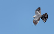 Mississippi kite and Blue Sky Photograph by Puttaswamy Ravishankar Mississippi kite and Blue Sky Photograph by Puttaswamy Ravishankar