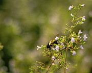 Missouri - Bee Photograph by Robert Niemeier Missouri - Bee Photograph by Robert Niemeier