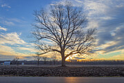 Missouri - Lone Tree - Hanging Tree Photograph by Robert Niemeier Missouri - Lone Tree - Hanging Tree Photograph by Robert Niemeier