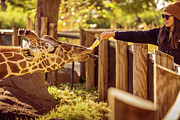 Missouri - Saint Louis Zoo - Giraffe Photograph by Robert Niemeier Missouri - Saint Louis Zoo - Giraffe Photograph by Robert Niemeier