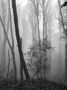 Forest Mist Photograph by Charlene Mitchell