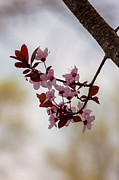 Misty Cherry Blossoms Photograph by Denise Harty Misty Cherry Blossoms Photograph by Denise Harty