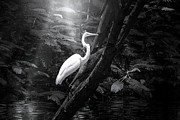 Misty Morning Egret Photograph by Mark Andrew Thomas Misty Morning Egret Photograph by Mark Andrew Thomas