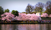 MLK Among the Blossoms Photograph by Kathi Isserman