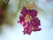Mojave Desert Willow Photograph by Richard Thomas