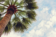 Monaco Palm Photograph by Melanie Alexandra Price