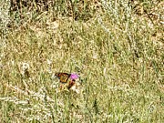 Monarch Butterfly Photograph by Amanda R Wright Monarch Butterfly Photograph by Amanda R Wright