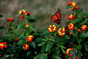 Monarch Flyby - September 2023 Photograph by Joseph A Langley