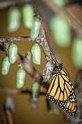 Monarch Rebirth Photograph by Amfmgirl Photography