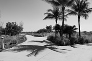 Monochromatic Tranquility - Palm Shadows and Lifeguard Station Photograph by Brigitte Blanchette Thompson Monochromatic Tranquility - Palm Shadows and Lifeguard Station Photograph by Brigitte Blanchette Thompson