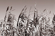 Monochrome Close Up of Grasses Minimalist Nature Photography Print Photograph by Severija Kirilovaite