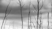 White Heron in Winter - North Bosque River Refuge, Texas Photograph by Brigitte Blanchette Thompson White Heron in Winter - North Bosque River Refuge, Texas Photograph by Brigitte Blanchette Thompson