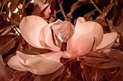 Monotone Magnolia Photograph by Denise Harty