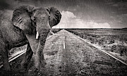 Monsoon Photograph by Susan Maxwell Schmidt