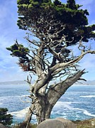 Monterey Peninsula Point Lobos Photograph by Luisa Millicent
