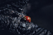 Moody Lady Bug Photograph by Go and Flow Photos