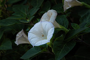 Moonlight Flower Photograph by Marilyn Cornwell Moonlight Flower Photograph by Marilyn Cornwell