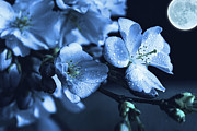 Moonlit Night In The Blooming Garden Photograph by Alex Mir Moonlit Night In The Blooming Garden Photograph by Alex Mir