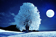 Moonlit Winter Night Photograph by Alex Mir