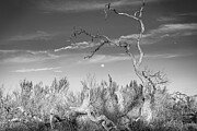 Moonrise Through the Bones of Winter - Guadalupe River State Park Photograph by Brigitte Blanchette Thompson