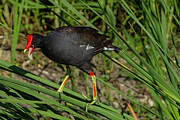 MoorHen Digital Art by Jerry Dalrymple