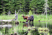 Moose 4A Photograph by Sally Fuller