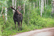 Moose By The Wayside Photograph by Cory Milligan Moose By The Wayside Photograph by Cory Milligan