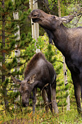 Moose Feeding Time Photograph by Steven Krull