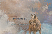 Moose Merrimack New Hampshire Mixed Media by Elisabeth Lucas