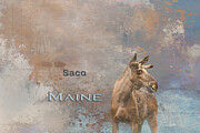 Moose Saco Maine Mixed Media by Elisabeth Lucas