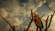 Morning Eagle  Photograph by Bill Posner