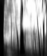 Morning Forest Blur Black And White Photograph by Dan Sproul Morning Forest Blur Black And White Photograph by Dan Sproul