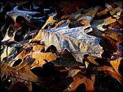 Morning Frost Autumn Leaves Photograph by Frank J Casella