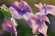 Morning Glory I Digital Art by Sterling and Thorn