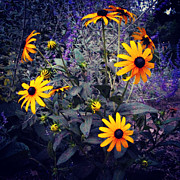Morning Joy by Frank J Casella Photograph by Frank J Casella