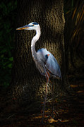 Morning Majesty in the Everglades Photograph by Mark Andrew Thomas Morning Majesty in the Everglades Photograph by Mark Andrew Thomas