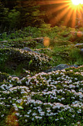 Morning Rays Photograph by Melissa Southern
