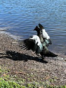 Morning Stretch Photograph by Doreen Rosselli Morning Stretch Photograph by Doreen Rosselli