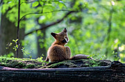 Morning Stretch Photograph by James Overesch