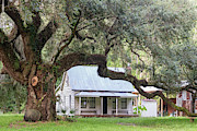 Moses Ficklin Cottage and Oak Tree, Daufuskie Island, South Carolina #1 Photograph by Dawna Moore Photography
