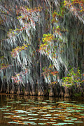 Moss and Lily Pads Photograph by Damon Shaw