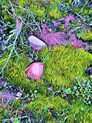 Moss and Rocks Photograph by Dorrene BrownButterfield