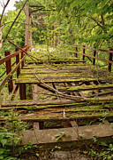 Mossy Bridge Photograph by Kevin Anderson