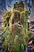 Mossy Paradise Photograph by Travel Essayist Mossy Paradise Photograph by Travel Essayist