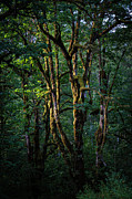 Mossy Trees in Morning Light Photograph by Norman Reid