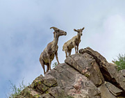 Mother and Baby Bighorn Sheep Photograph by Shirley Dutchkowski