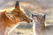 Mothers Love Photograph by James Overesch